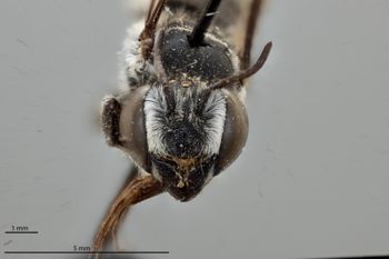 Media type: image;   Entomology 791898 Aspect: head frontal view